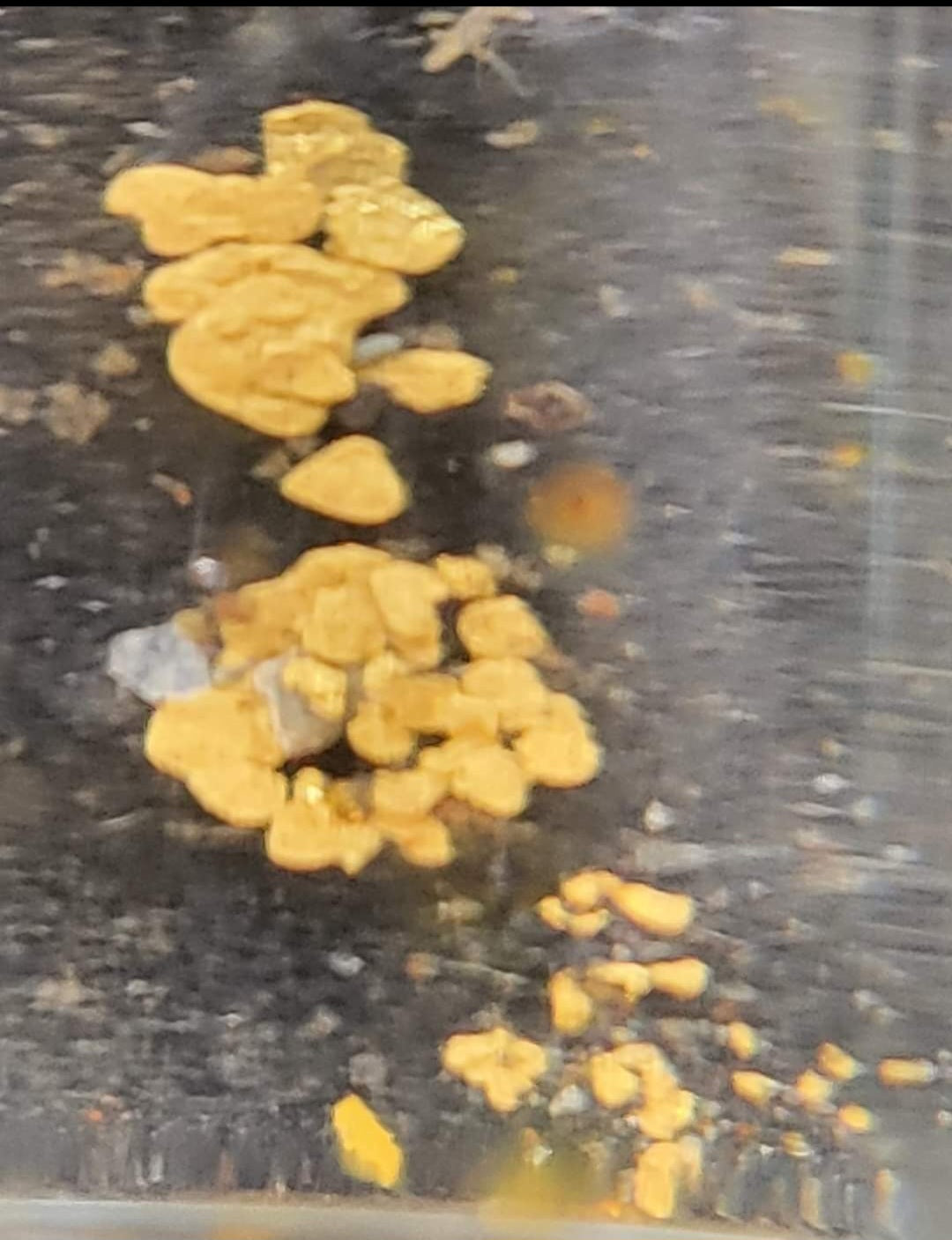 (Placer gold) Per 1g. 18k -22k Gold flakes & nugget we are currently panning it at the moment to restock